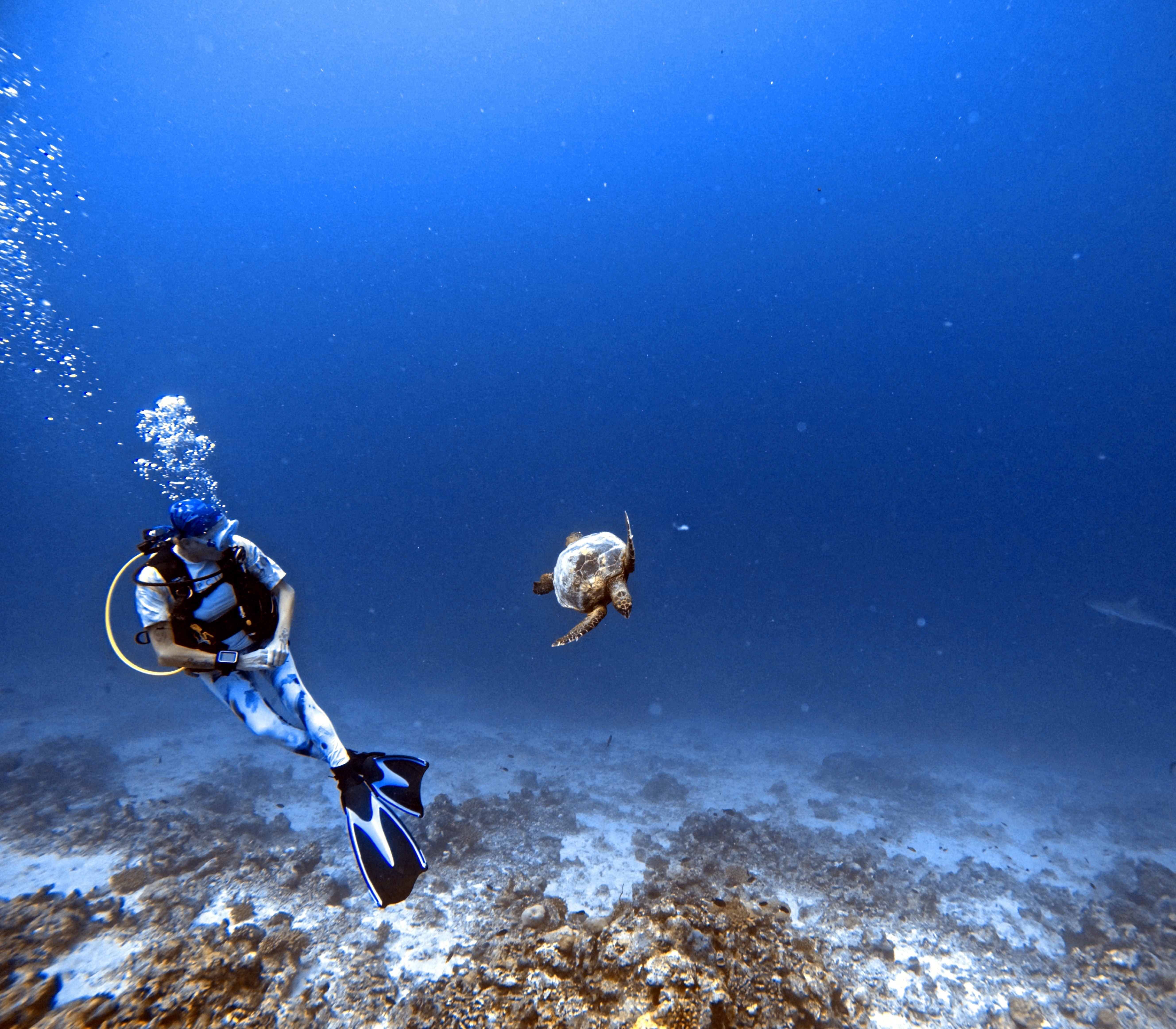 Scuba diver exploring the reefs of Vashafaru Island, Haa Alifu Atoll, Maldives