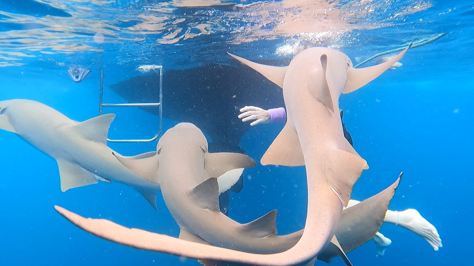 My Wife's Finger vs. a Nurse Shark: The Ultimate Showdown!